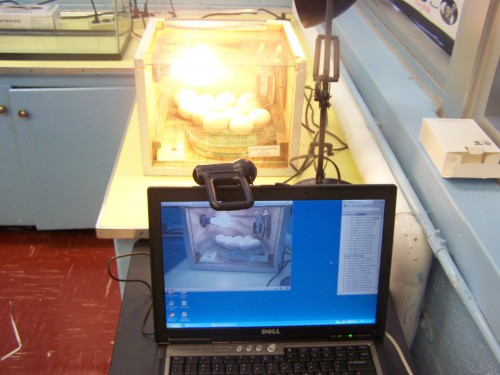 vsee-and-incubator width=